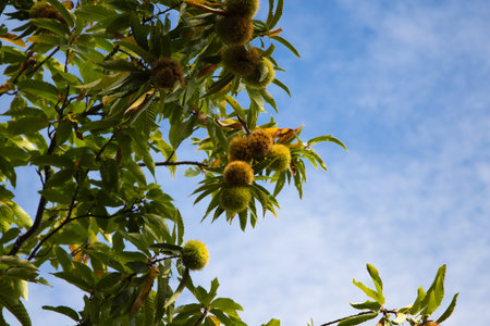 chestnut on the tree before the fruit ripens in October. Autumn concept.の写真素材