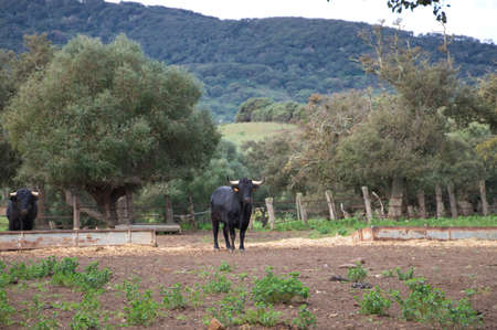 black bull in the countryside of spain. The bull is art and tradition.の写真素材