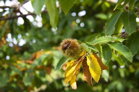 chestnut on the tree before the fruit ripens in October. Autumn concept.の写真素材