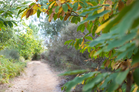 On the path in the forest you can see trees on the sides of the road and some ferns in the ditch. Nature and environment conceptの写真素材