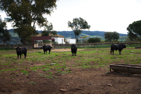 group of black bulls in the countryside of spain. The bull is art and tradition.の写真素材