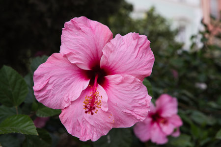pink hibiscus arnottianus in the garden.の写真素材