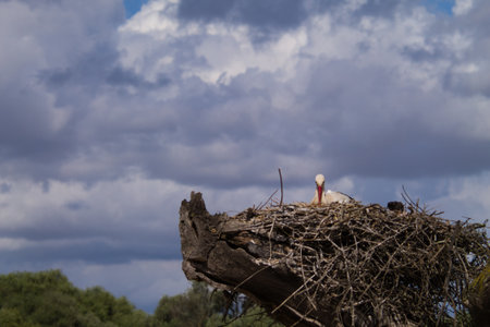 White stork standing on the nest. ciconia ciconiaの写真素材