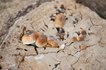 Group of mushrooms growing between the cracks of the trunk of a tree that has been cut.の写真素材
