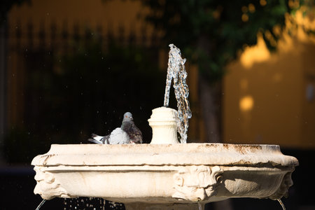 A pigeon cools off in a fountain in Seville. It's hot in summer and the pigeon takes a bathの写真素材