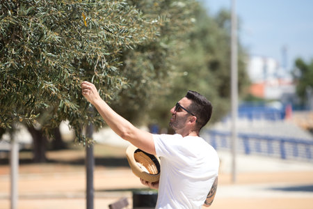 Handsome young man dressed in casual clothes with sunglasses and hat picks olives among the olive trees in a typical Mediterranean style park in Sevilleの写真素材