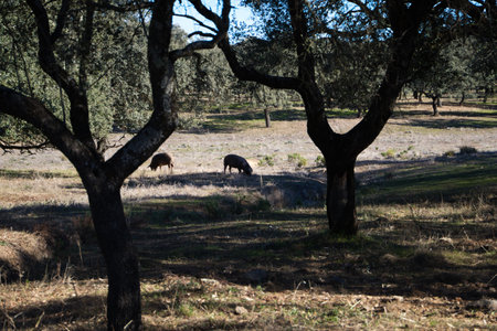 Iberian pigs eating in Dehesa or field with rays of light behind the cork oak tree.の写真素材