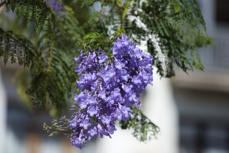 Bouquet of violet-colored jacaranda flowers hanging among its branchesの写真素材