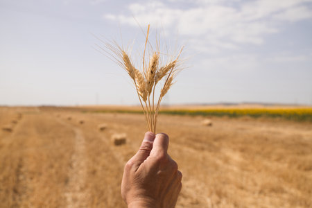 Farmer's hand holding ears of wheat after harvesting. Blue sky and white clouds in the background. Concept of organic agriculture and cerealの写真素材