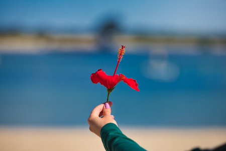 A woman's hand holds a beautiful red flower. In the background the blue sea and the horizonの写真素材