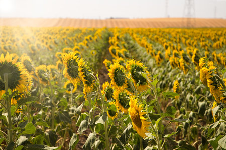 Field of yellow sunflowers in an agricultural plantation in Andalusia, Spain. In the background blue sky and white clouds. Organic farming conceptの写真素材