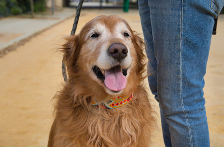 Close-up of golden retriever sitting and looking forward with his owner.の写真素材
