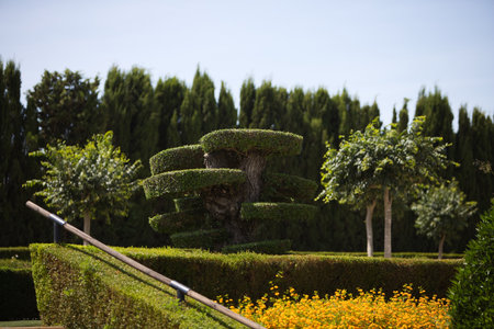 A felled olive tree has been turned into a giant bonsai. It is a form of gardening artの写真素材