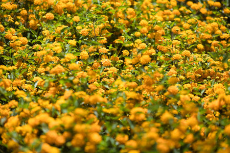 A field of yellow wildflowers on a sunny spring dayの写真素材