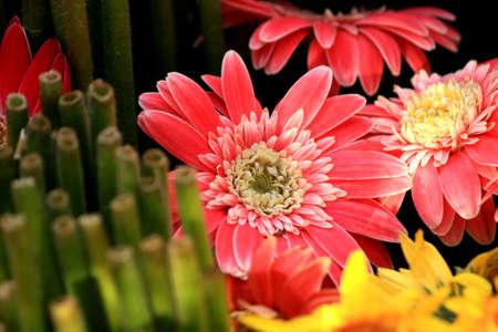 Various Plants の写真素材