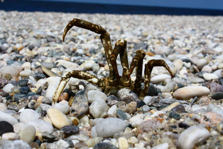 Determined crab digs its, way out of a stony beach hiding place with shoreline in background