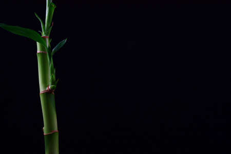 Young green bamboo stalk with sparse leaves sight lighted on a black backgroundの写真素材