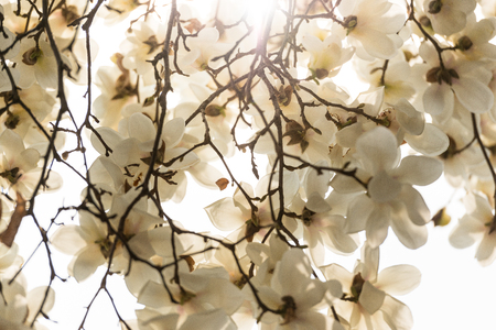 Sunshine on magnolias.の写真素材