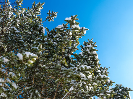 Snow above treeの写真素材