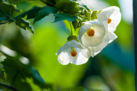 Abutilon flower in springの写真素材