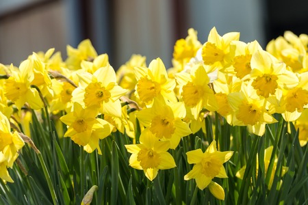 yellow daffodil flowers blooming in the springの写真素材