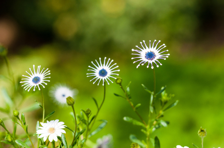 Flower in spring, dimorphothecaの写真素材