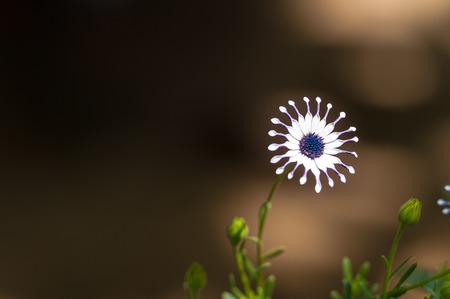 Flower in spring, dimorphothecaの写真素材