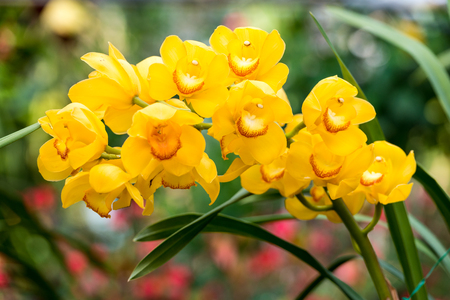 Yellow cymbidium flower in springの写真素材