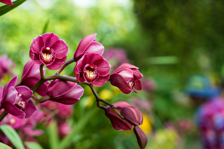 puple cymbidium flower in springの写真素材