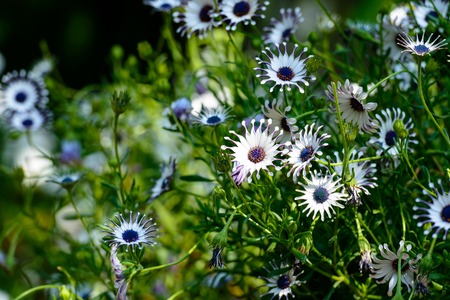 Flower in spring, dimorphothecaの写真素材