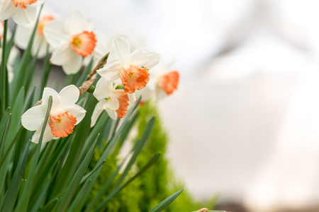 daffodil flowers blooming in the springの写真素材
