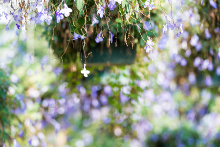 [Spring Set] Beautiful pastel floral flowerの写真素材