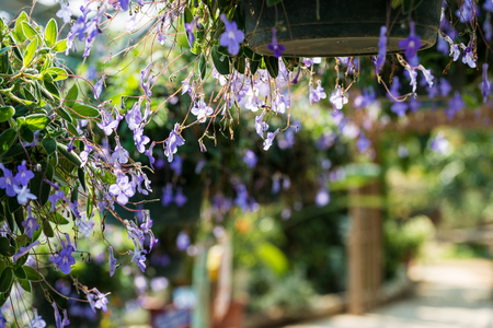 [Spring Set] Beautiful pastel floral flowerの写真素材