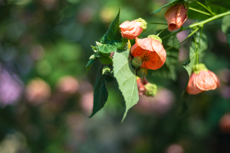 Abutilon flower in springの写真素材