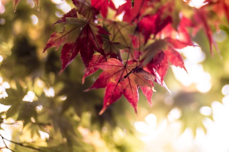 Autume scenery, Maple-Leafの写真素材