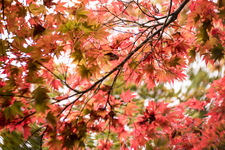 Autume scenery, Maple-Leafの写真素材