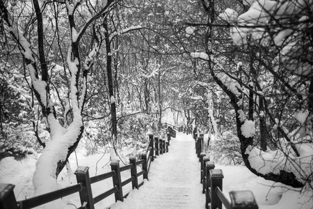 [Winter Set] Snow-covered stairsの写真素材