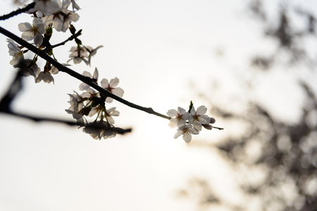 [Spring Set] cherry bloom in springの写真素材