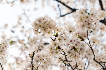 [Spring Set] cherry bloom in springの写真素材
