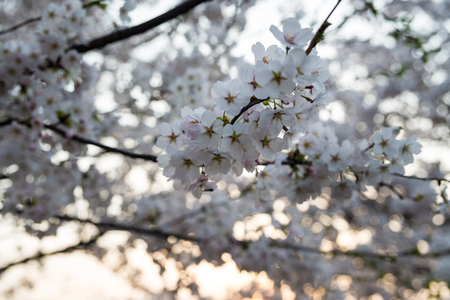 [Spring Set] cherry bloom in springの写真素材