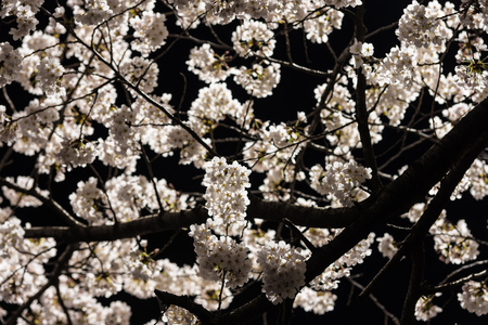 [Spring Set] cherry blossom tree at nightsの写真素材