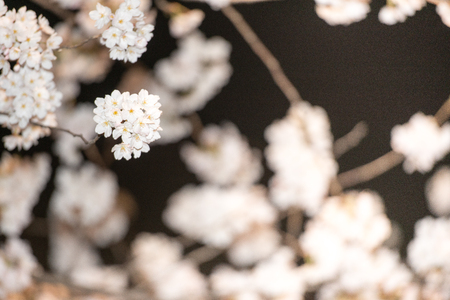 [Spring Set] cherry blossom tree at nightsの写真素材