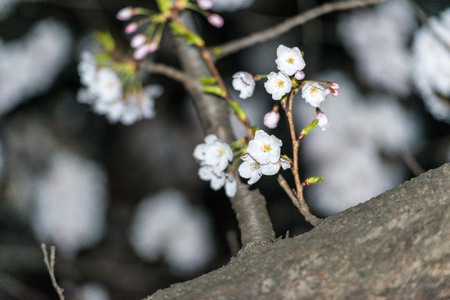 [Spring Set] cherry blossom tree at nightsの写真素材