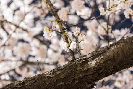[Spring Set] cherry blossom tree at nightsの写真素材