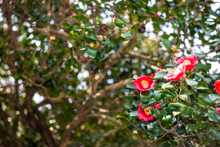 Camellia in early springの写真素材