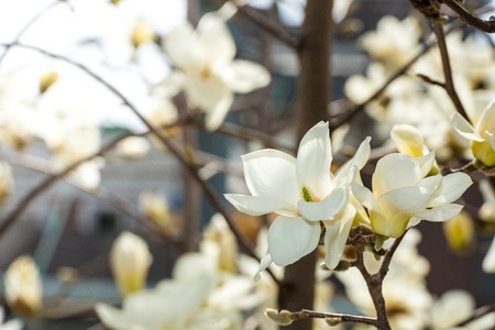 [Spring Set] Magnolia,beautiful white flowerの写真素材
