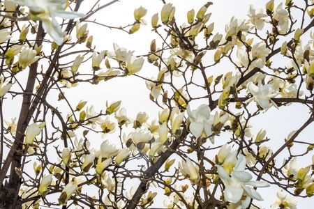 [Spring Set] Magnolia,beautiful white flowerの写真素材