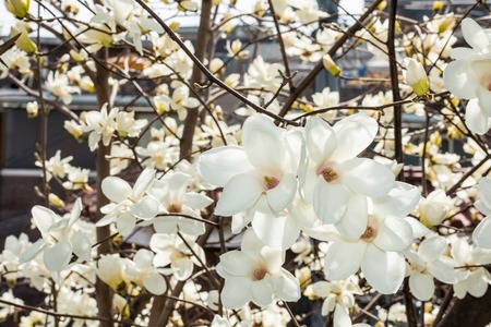 [Spring Set] Magnolia,beautiful white flowerの写真素材