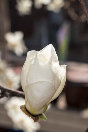 Magnolia,beautiful white flowerの写真素材