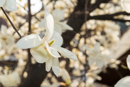 [Spring Set] Magnolia,beautiful white flowerの写真素材